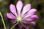 Bartram's rose gentian